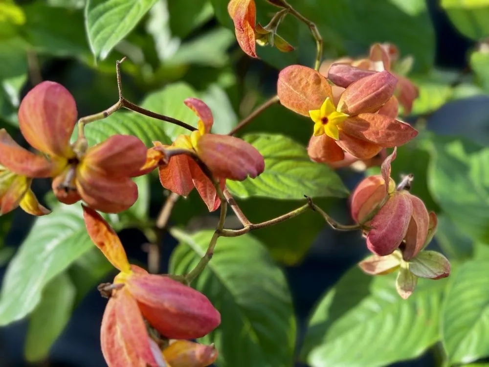 Expert yard maintenance experts serving Davie, FL - Zensations Garden