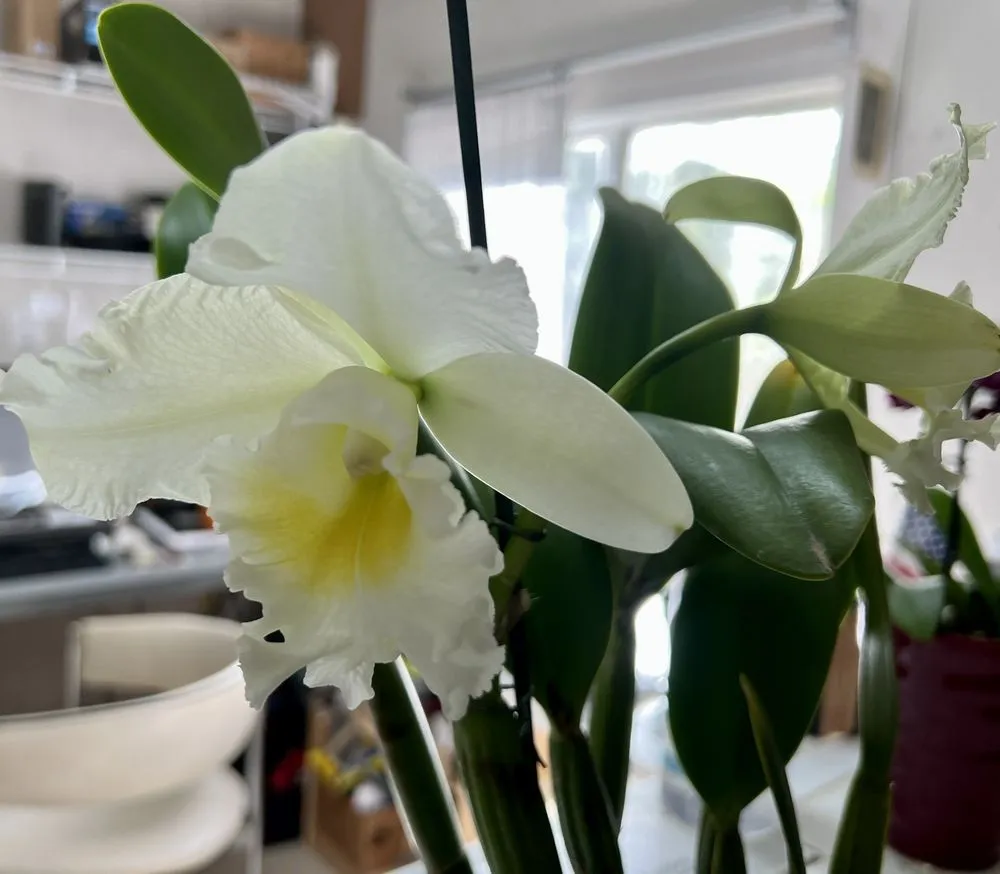 Expert yard cleanup service in Davie, FL by Zensations Garden