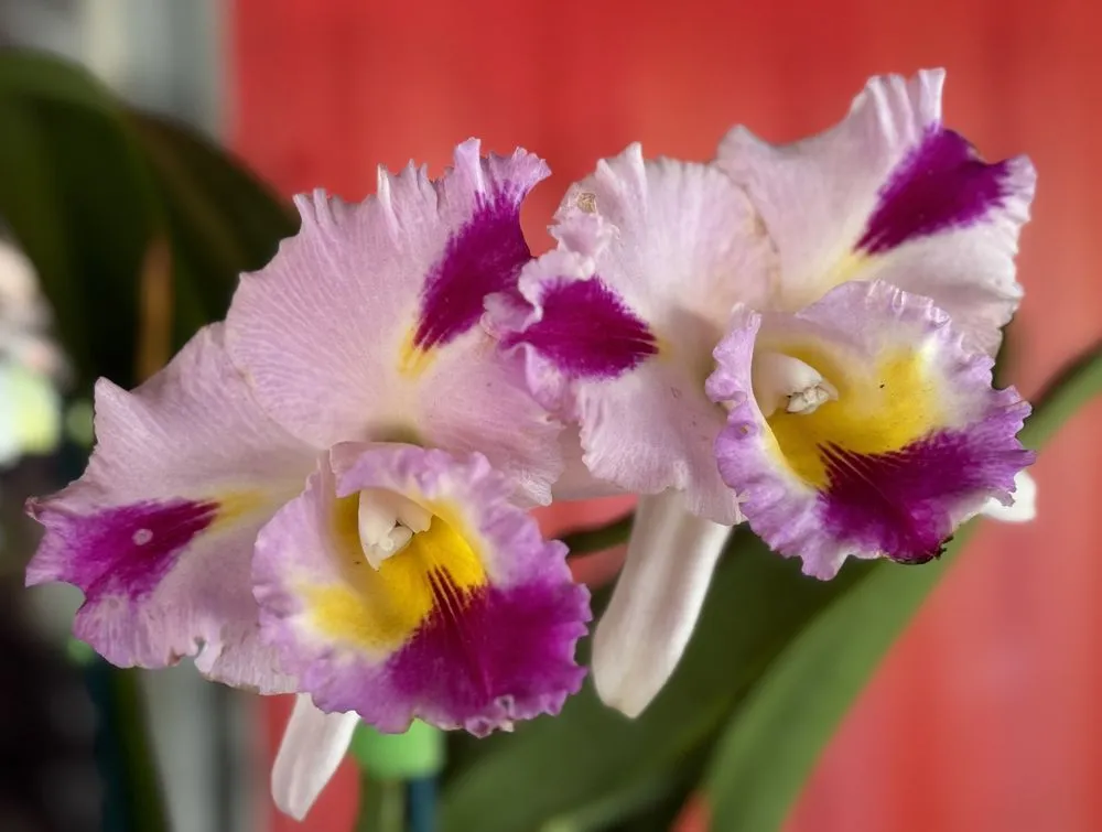 Trusted landscape design in Davie, FL - Zensations Garden