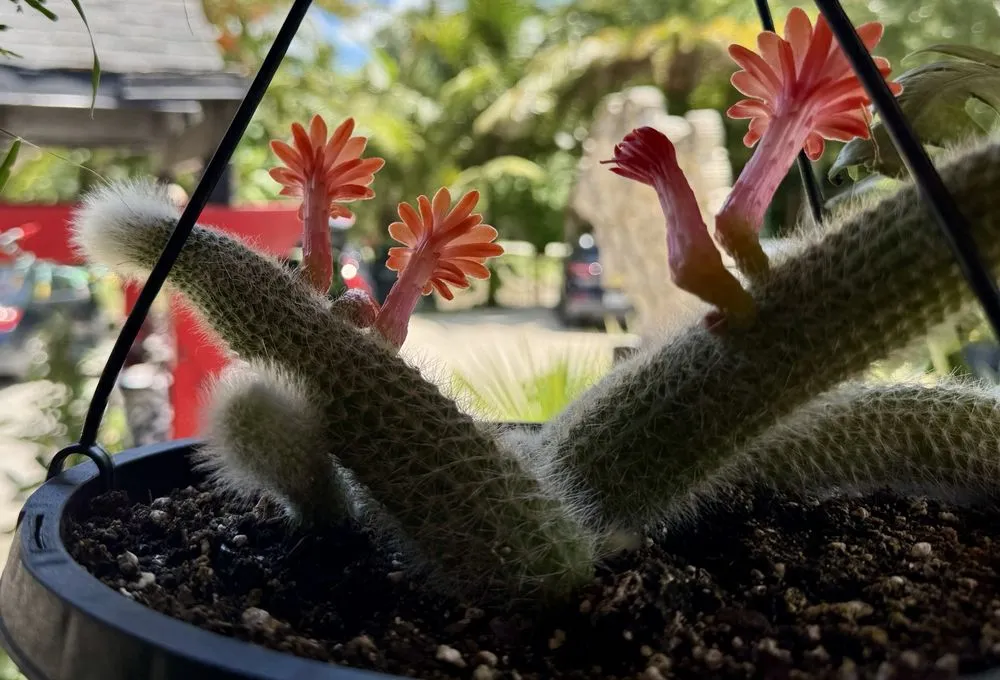 Top-rated lawn mowing service in Davie, FL by Zensations Garden