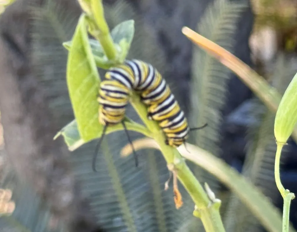 Local yard cleanup service in Davie, FL - Zensations Garden