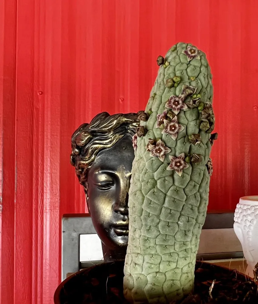 Reliable garden landscaping experts serving Davie, FL - Zensations Garden