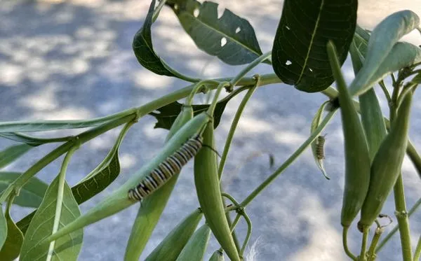 Zensations Garden Logo