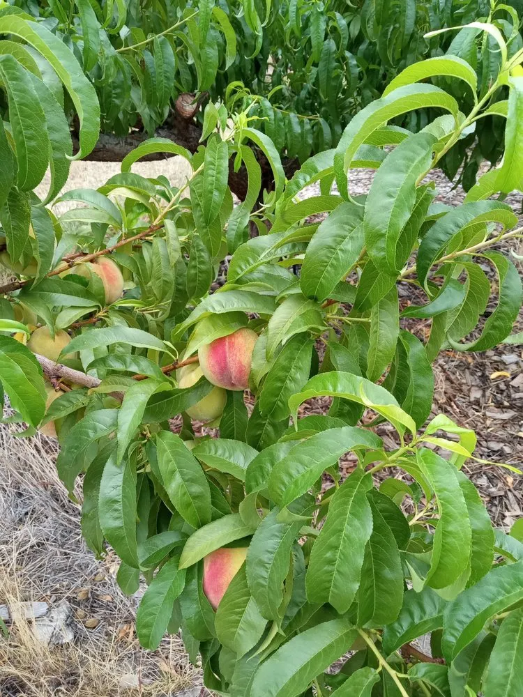 Reliable landscaping services for residential properties in Hamilton, MT by Zephyr Home Solutions