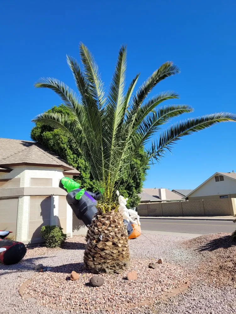 Trusted lawn mowing service for residential properties across Avondale, AZ - Zephyr Landscaping