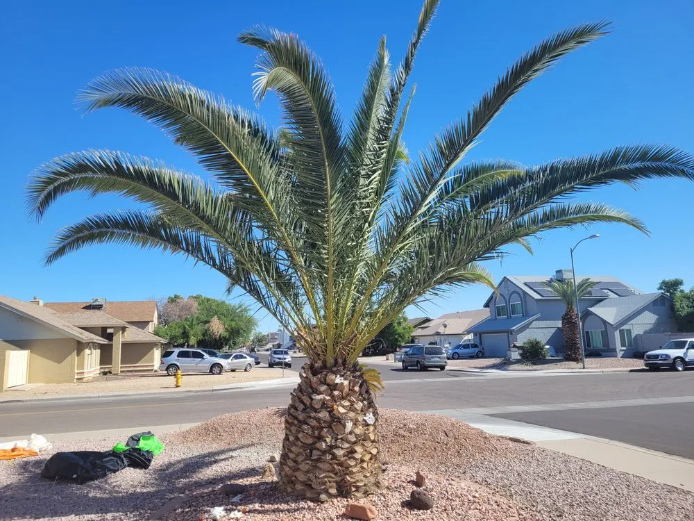 Affordable yard cleanup service experts serving Avondale, AZ - Zephyr Landscaping