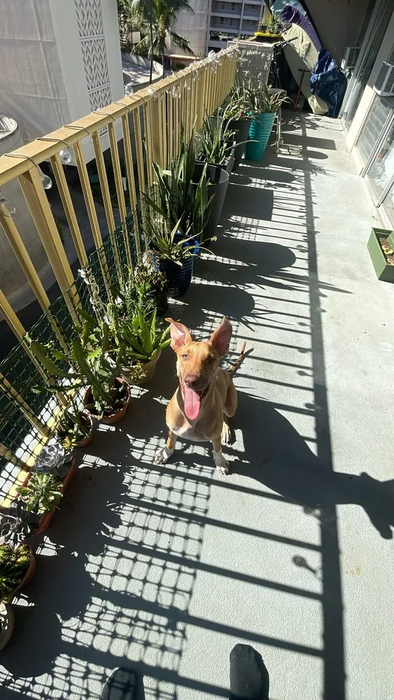 Reliable residential landscaping in Urban Honolulu, HI - Zesty cleaning