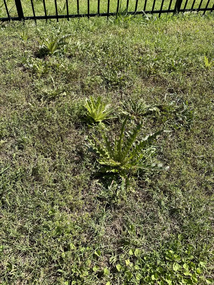 Affordable yard maintenance experts serving Baton Rouge, LA - ZGN Properties