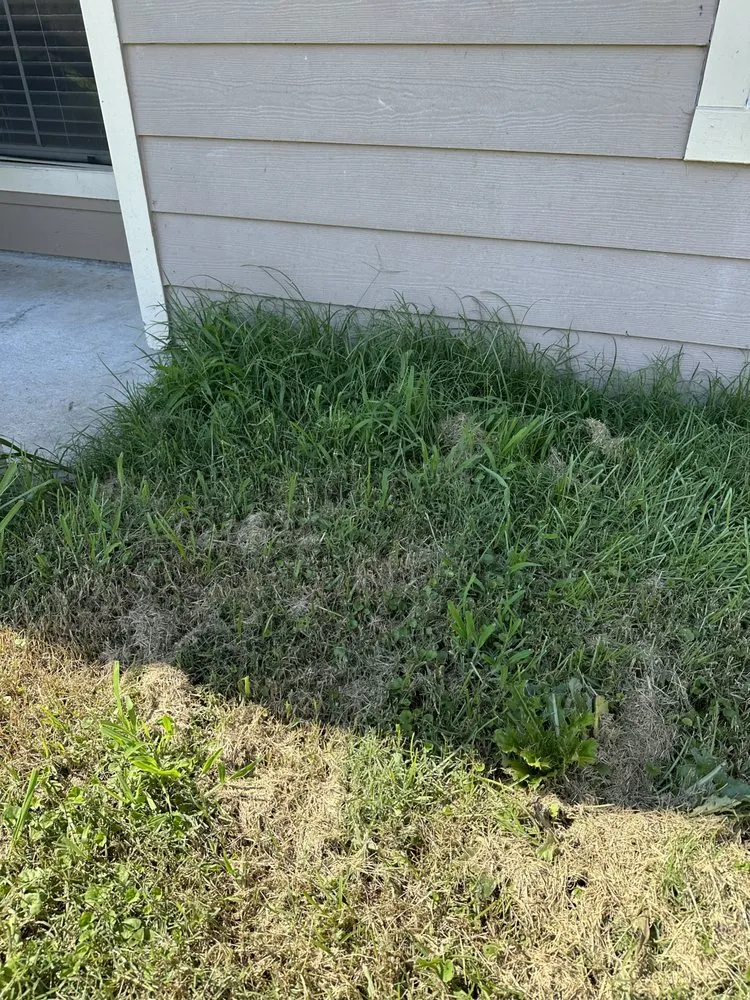 Reliable residential landscaping in Baton Rouge, LA by ZGN Properties