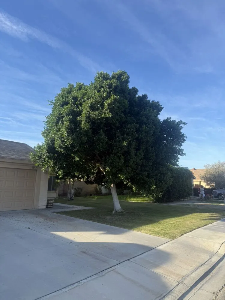 Reliable landscape design experts serving Mecca, CA - Zgza Landscaping