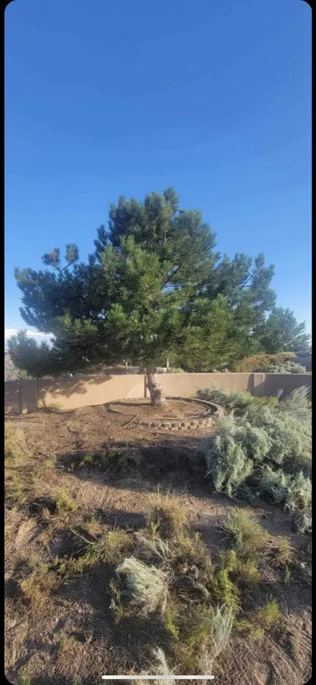 Professional yard maintenance in Albuquerque, NM by Zia pressure cleaning