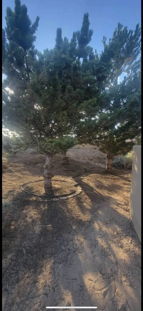 Local lawn mowing service experts serving Albuquerque, NM - Zia pressure cleaning