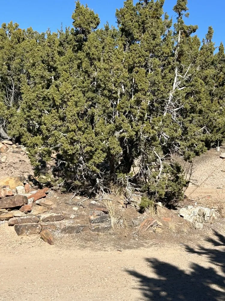 Top-rated yard maintenance in Santa Fe, NM - Zia Tree Removal & Landscape