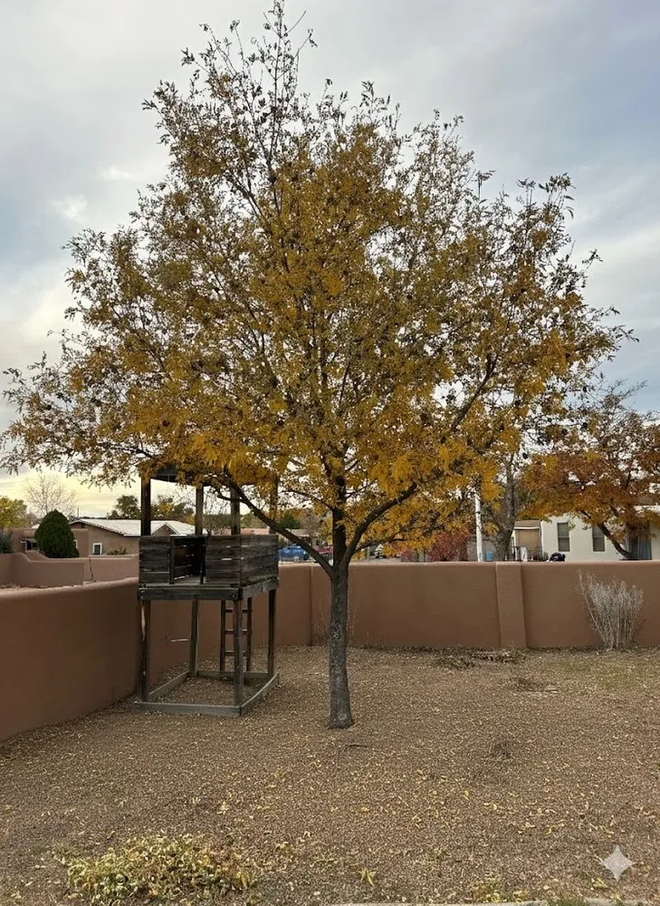 Affordable landscaping services in Santa Fe, NM by Zia Tree Removal & Landscape