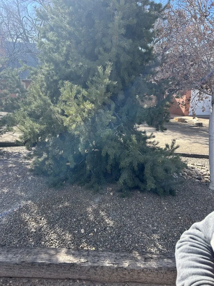 Custom yard cleanup service for homes in Albuquerque, NM by Zia Valley Landscaping