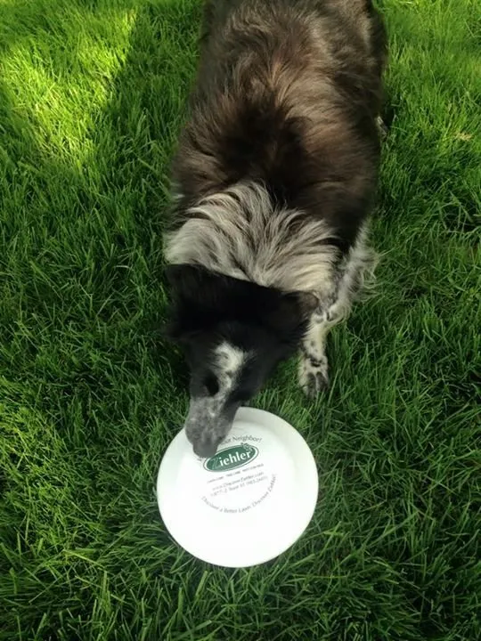 Custom yard cleanup service experts serving Centerville, OH - Ziehler Lawn and Tree Care