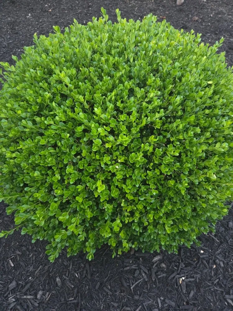 Local outdoor landscaping in Winchester, KY by Ziggys Lawn Care