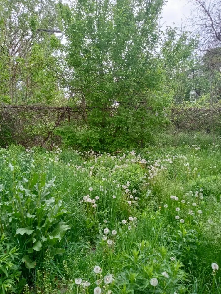 Professional yard maintenance for year-round maintenance in Detroit, MI by Zigzag Cuts Landscaping