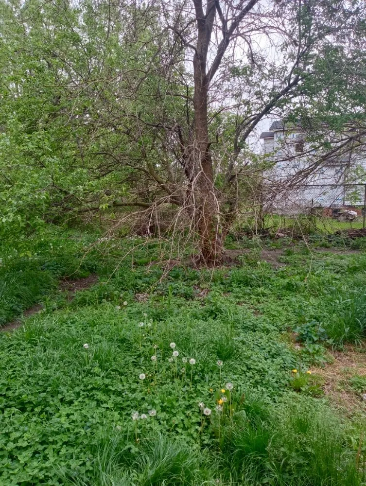 Professional landscape installation in Detroit, MI by Zigzag Cuts Landscaping