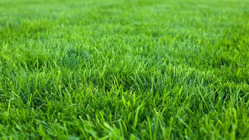 Professional yard cleanup service for outdoor upgrades across Middleton, ID - Zing Services