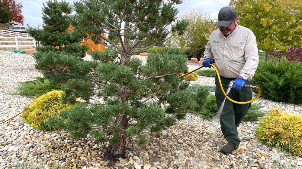 Top-rated yard maintenance in Middleton, ID by Zing Services
