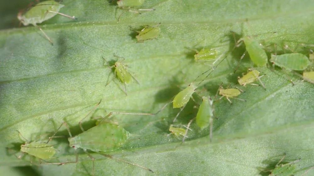 Top-rated outdoor landscaping for homes across Middleton, ID - Zing Services