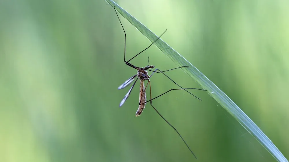Professional landscape installation with custom design across Middleton, ID - Zing Services