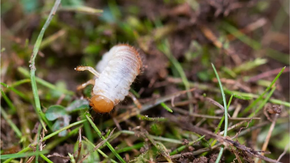 Expert lawn care service in Middleton, ID - Zing Services