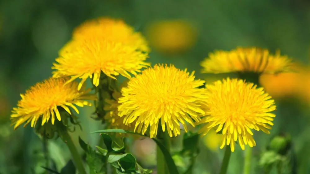 Professional garden landscaping with custom design across Middleton, ID - Zing Services