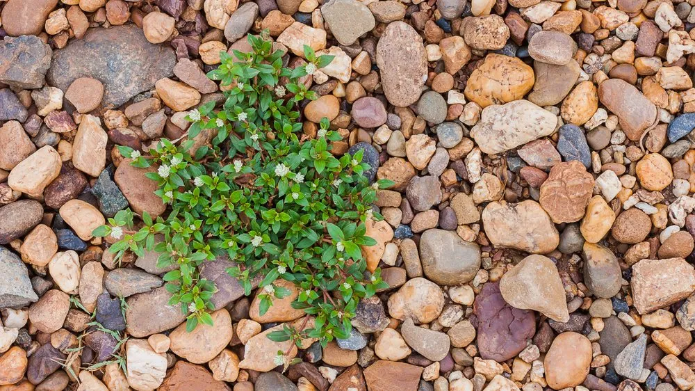 Local yard cleanup service in Middleton, ID by Zing Services