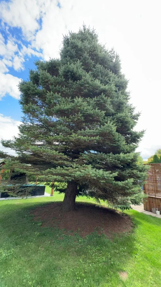 Expert lawn mowing service in Smiths Creek, MI by Zinnias Lawn And Tree