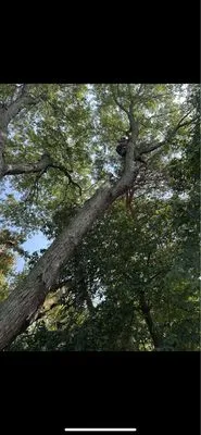 Zinnias Lawn And Tree Logo