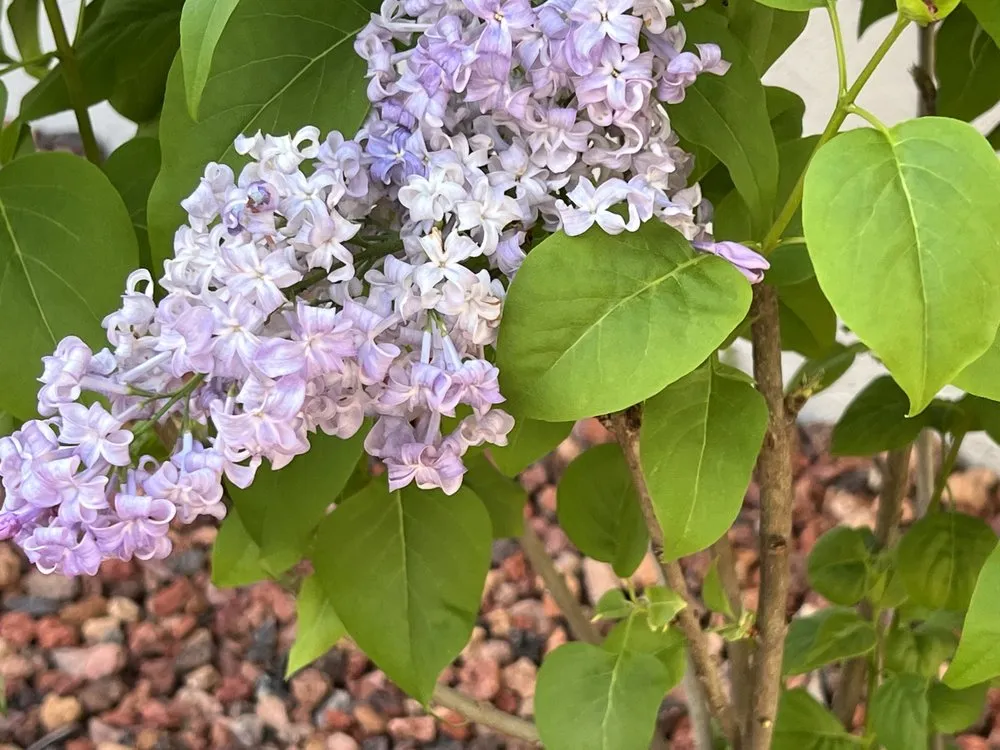 Expert residential landscaping experts serving San Jose, CA - Zin+Ola Landscape Design and Installation