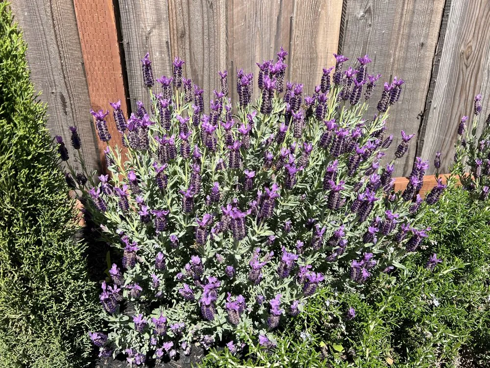 Trusted residential landscaping for outdoor upgrades in San Jose, CA by Zin+Ola Landscape Design and Installation