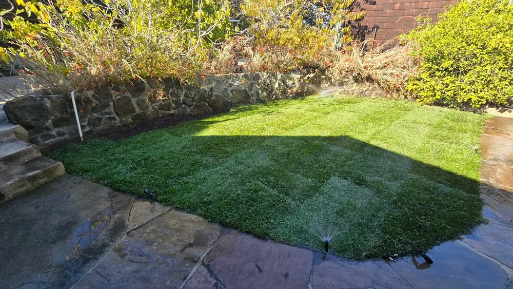 Custom lawn care service in San Jose, CA by Zin+Ola Landscape Design and Installation