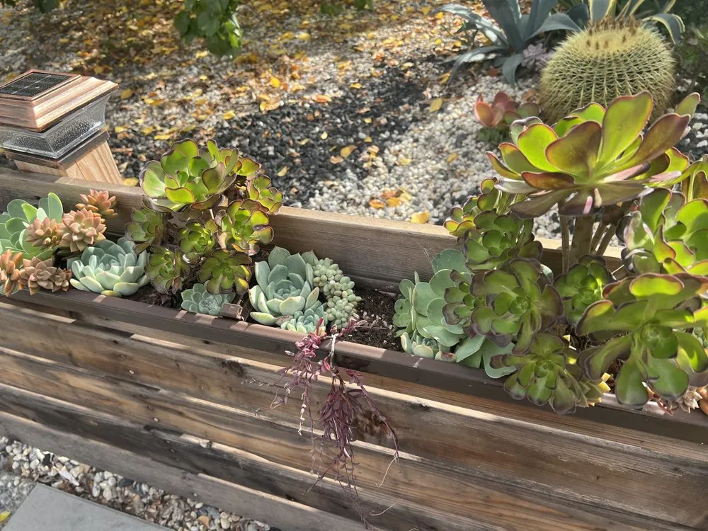 Professional lawn mowing service with custom design in San Jose, CA by Zin+Ola Landscape Design and Installation