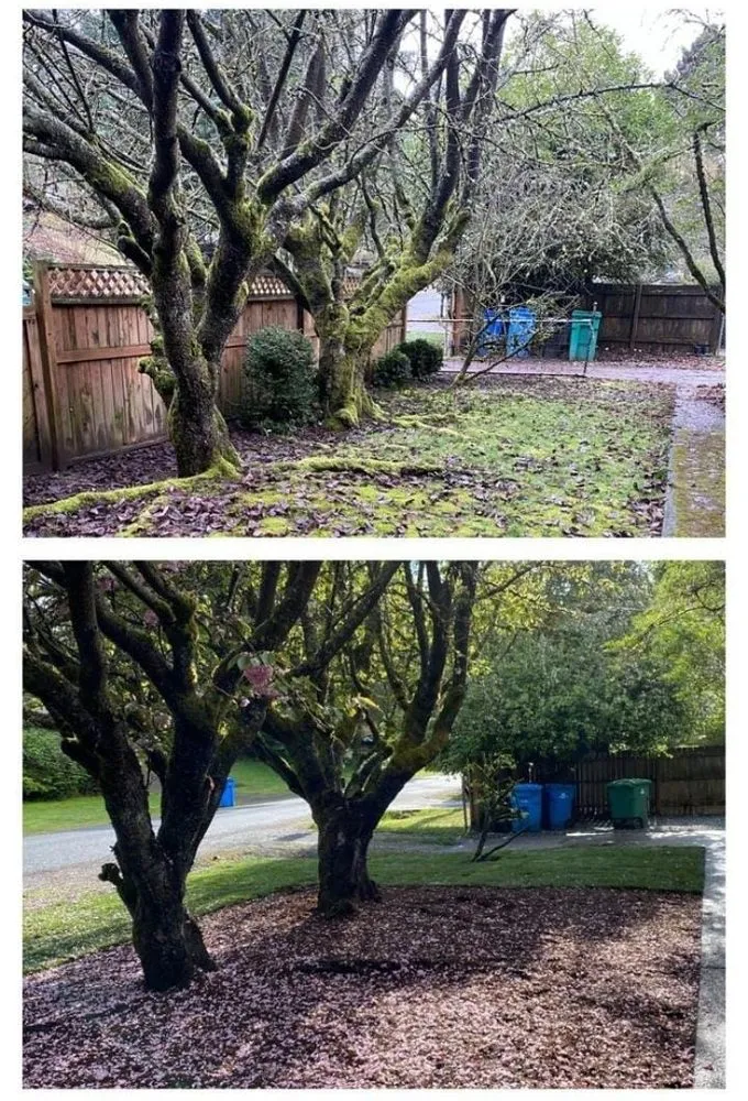 Reliable yard maintenance in Lynnwood, WA - Zion Landscaping and Construction Services