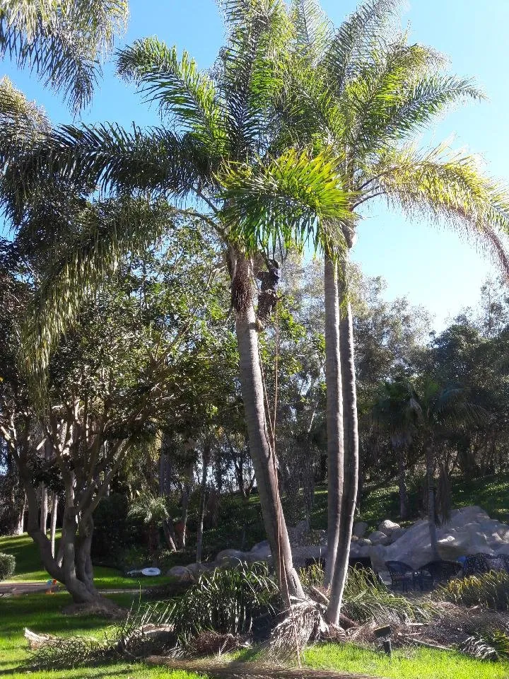 Trusted yard cleanup service experts serving San Marcos, CA - Zion Lawn Care & Maintenance