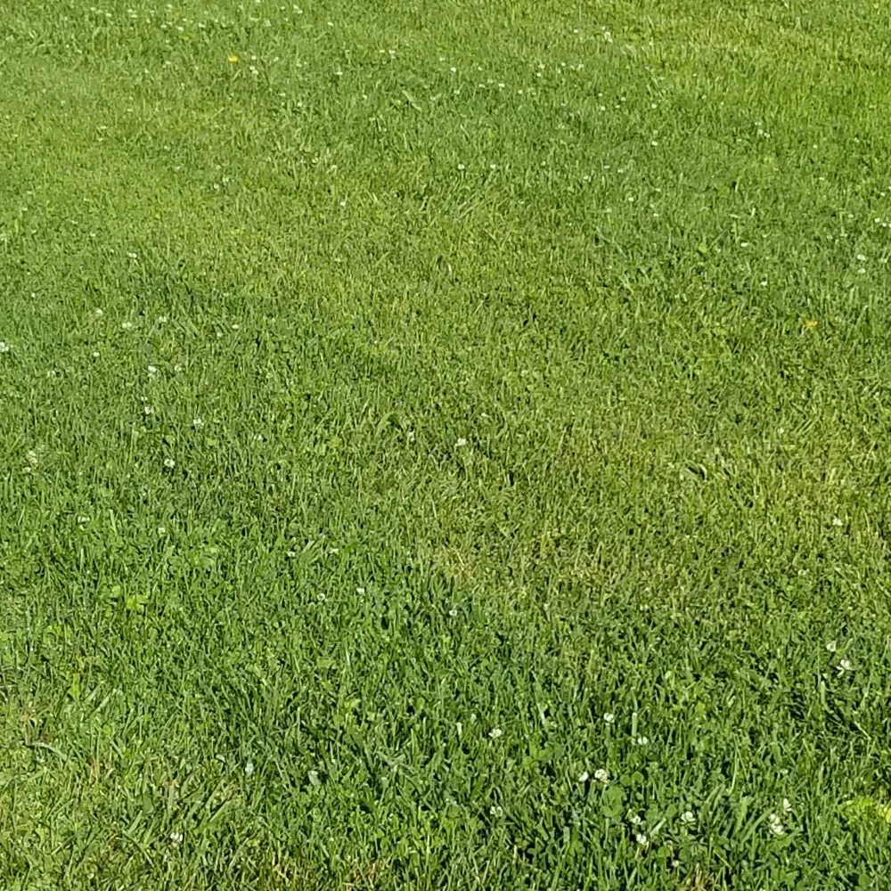 Affordable landscaping services experts serving Glasgow, KY - Zip-it Lawn Care