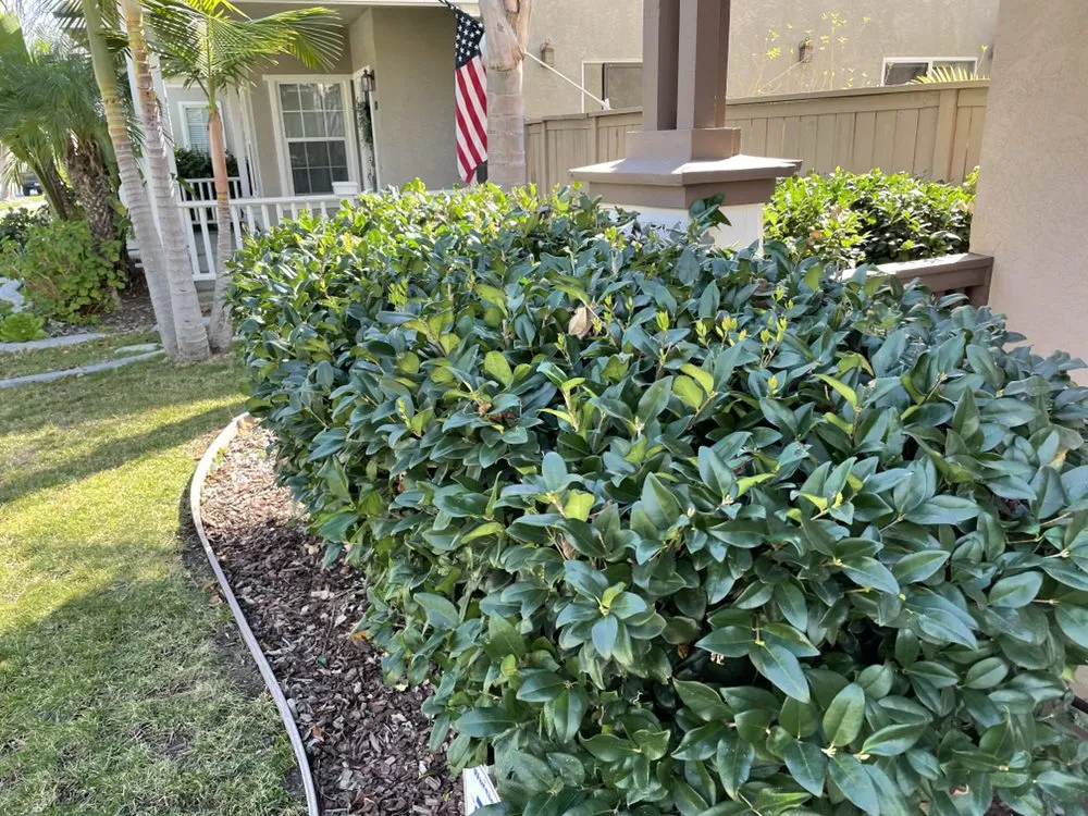 Trusted lawn mowing service in Chula Vista, CA by Zip Lawn Mowing