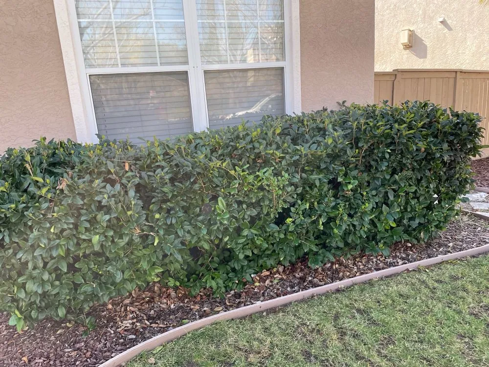 Reliable landscaping services experts serving Chula Vista, CA - Zip Lawn Mowing