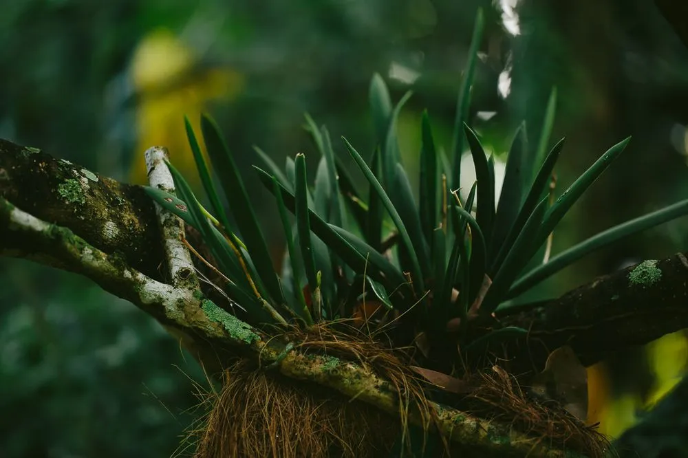 Custom garden landscaping experts serving Southwest Ranches, FL - Zito Landscape Design