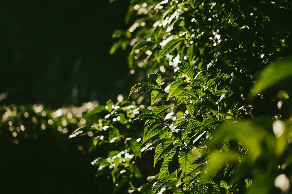 Custom landscape installation for homes across Southwest Ranches, FL - Zito Landscape Design