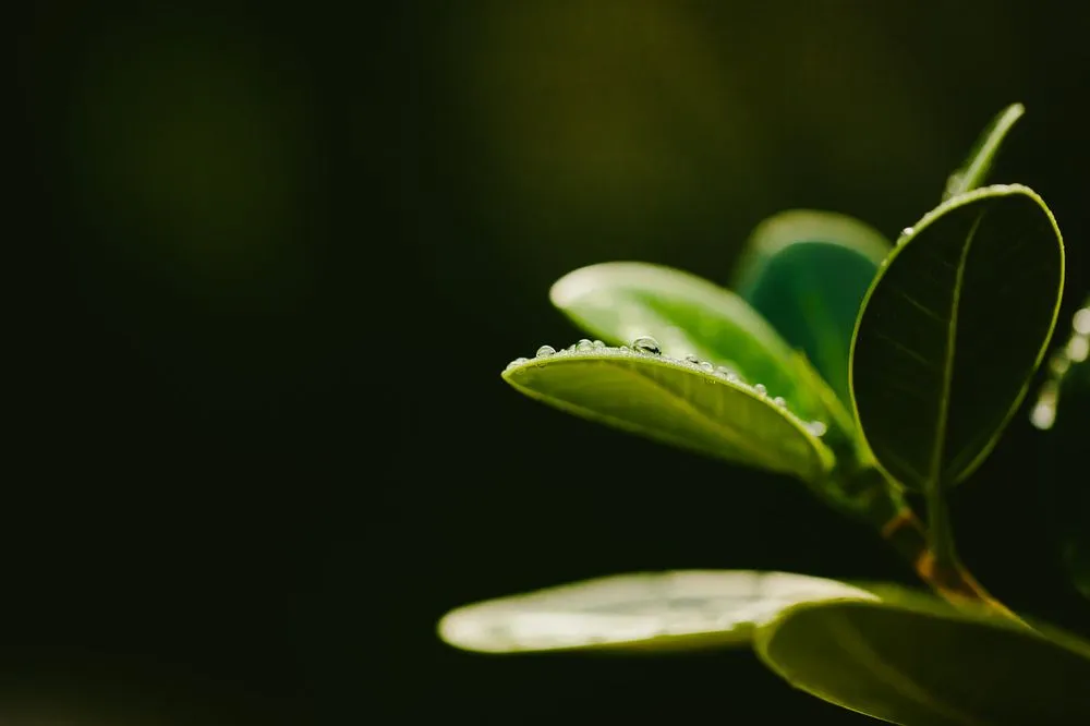 Professional lawn care service for residential properties across Southwest Ranches, FL - Zito Landscape Design