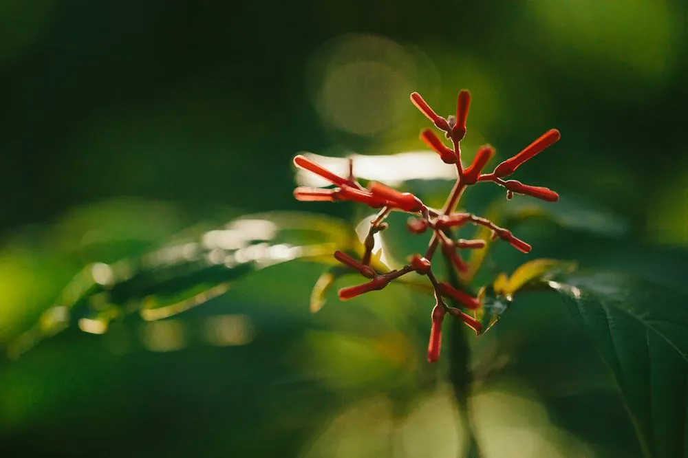 Local landscaping services in Southwest Ranches, FL by Zito Landscape Design