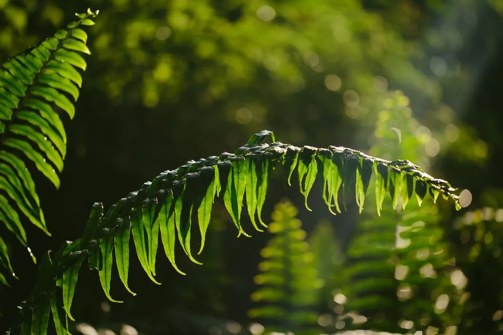 Professional outdoor landscaping for residential properties in Southwest Ranches, FL by Zito Landscape Design