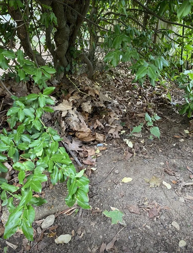 Reliable yard cleanup service for year-round maintenance in Blackstone, MA by Zj's Home Improvements