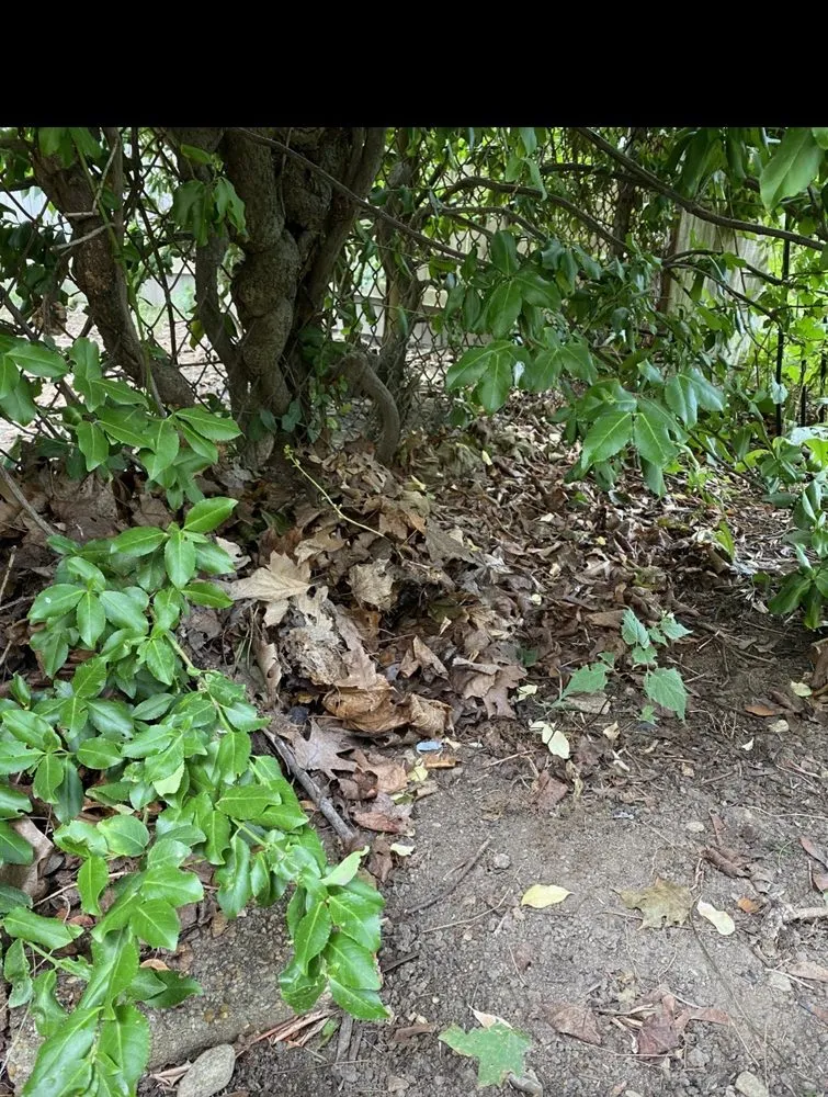 Reliable yard maintenance for residential properties across Blackstone, MA - Zj's Home Improvements