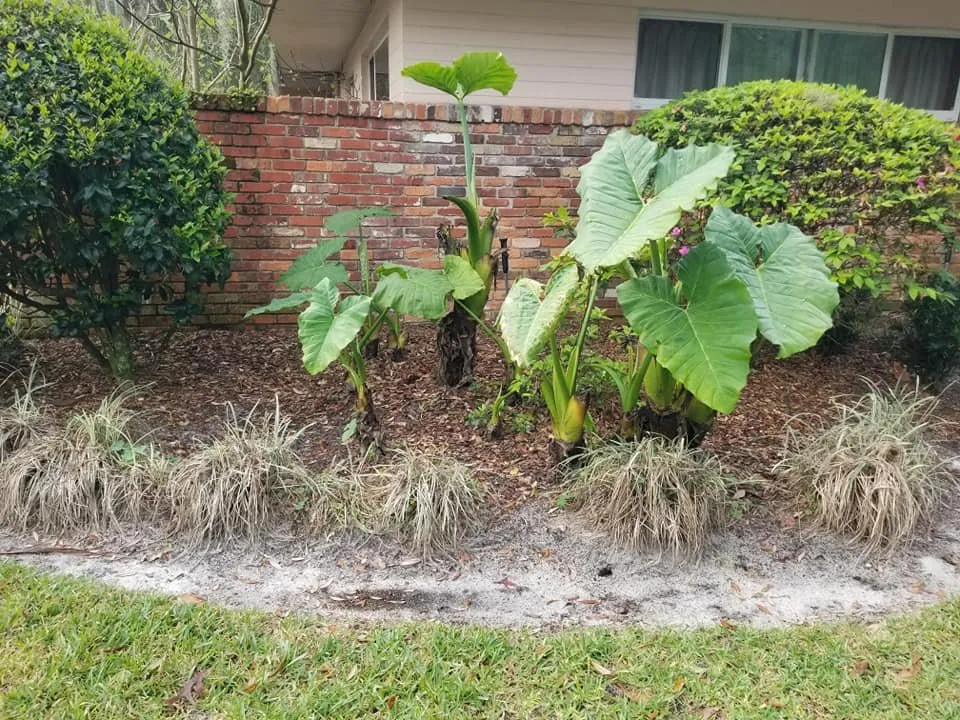 Affordable yard maintenance in Gainesville, FL by Z&L Lawnscaping