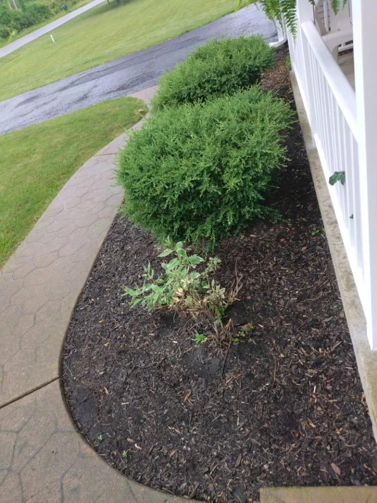 Reliable lawn care service for beautiful yards in Niagara Falls, NY by ZNC Lawn Service